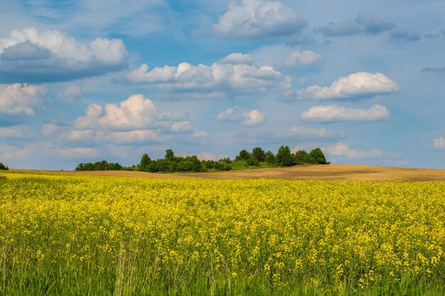 Field of yellow springtime flowers of rapeseed is plant for green industry