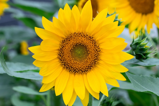 Field of yellow sunflowers, flowers in summer. Nature wallpaper, floral background, green leaves.