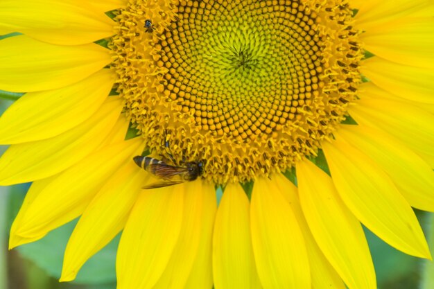 Field yellow sunflowers and petals bloom beautiful bees swarm in the park