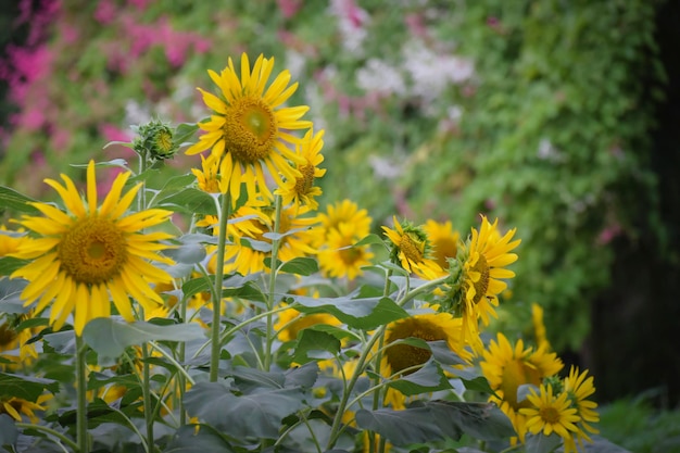 A field of yellow sunflowers with green leaves in the background