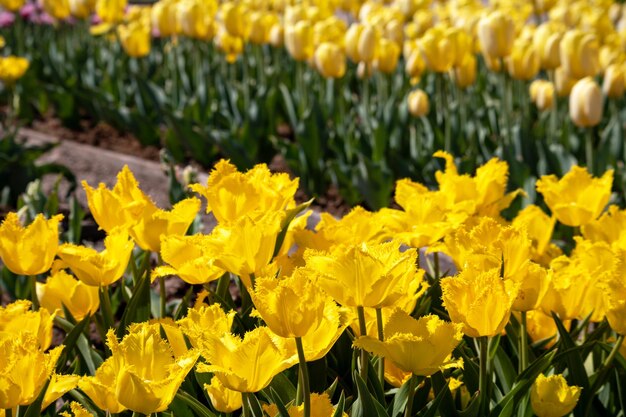 A field of yellow tulips in bloom