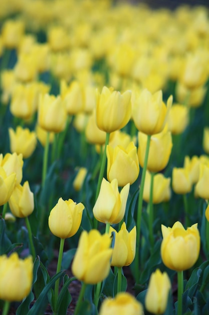 A field of yellow tulips with the word tulips on the bottom.