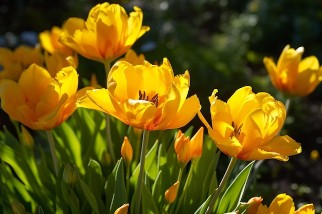 A field of yellow tulips