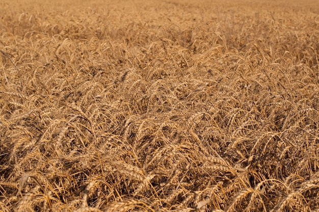 Field of yellow wheat cereals