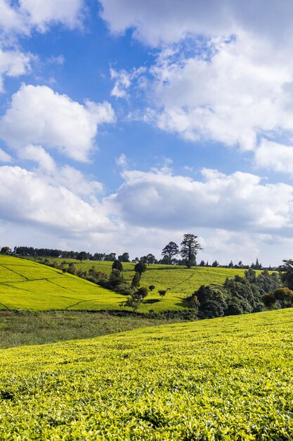 Photo a field of yellow wheat with a blue sky and clouds