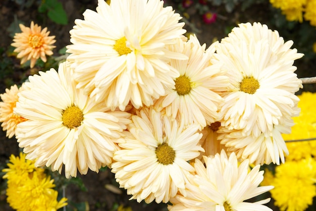 Field of yellow-white chrysanthemums