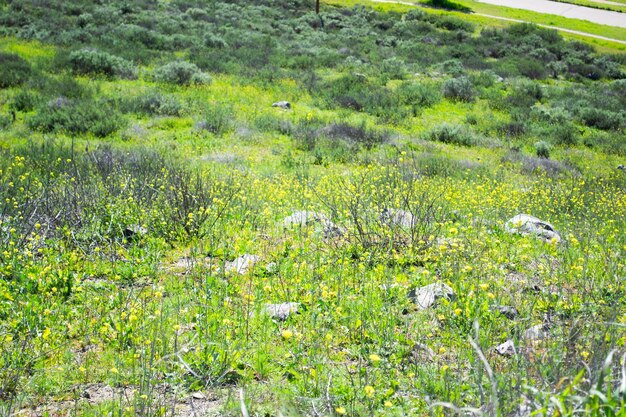 Field of yellow wildflowers green grass in the mountains landscape background