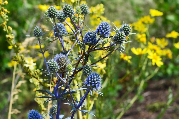 field yellowblue flowers are blooming