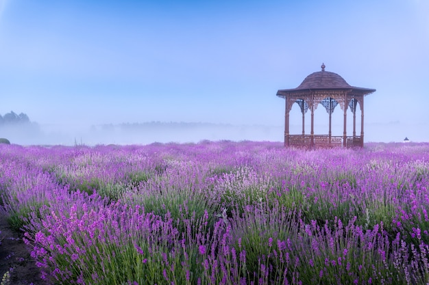 Field of young blooming lavender at dawn. Against the background of blue sky.