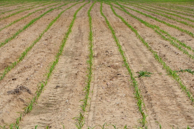 field of young corn in the countryside on a sunny day