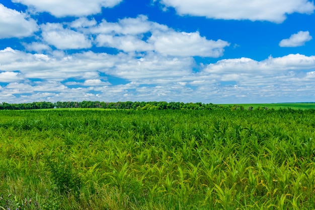 Field of the young corn on summer