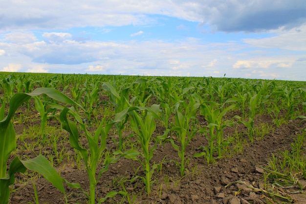 Field of young corn