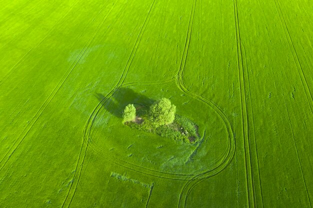 Campo di grano verde giovane e piste tecnologiche. meraviglie del campo agrario. vista del drone.