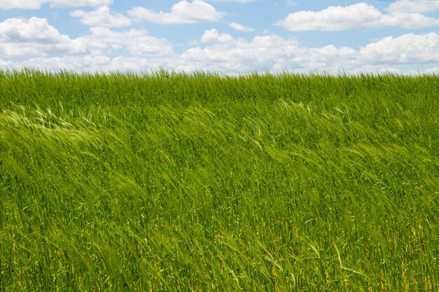 Field of young green wheat