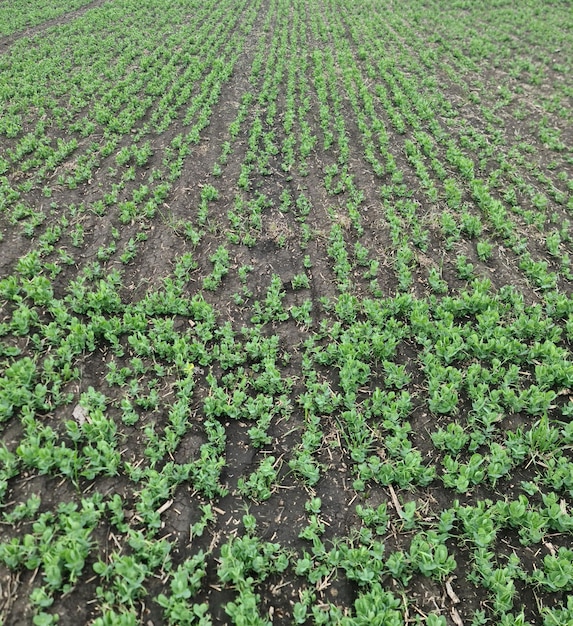 A field of young plants with the word " green " on the top.