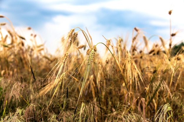 A field of young ripe wheat against a blue sky