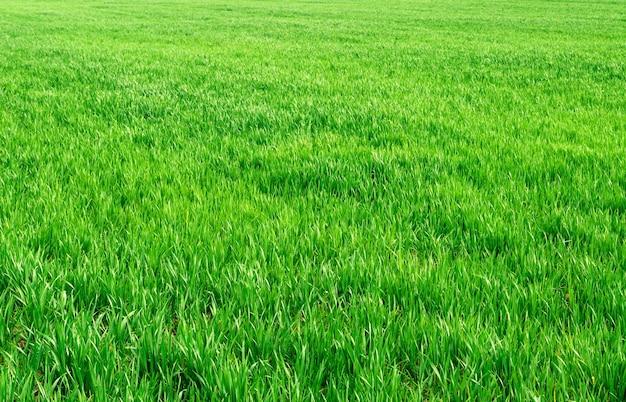 The field of young wheat Background green grass