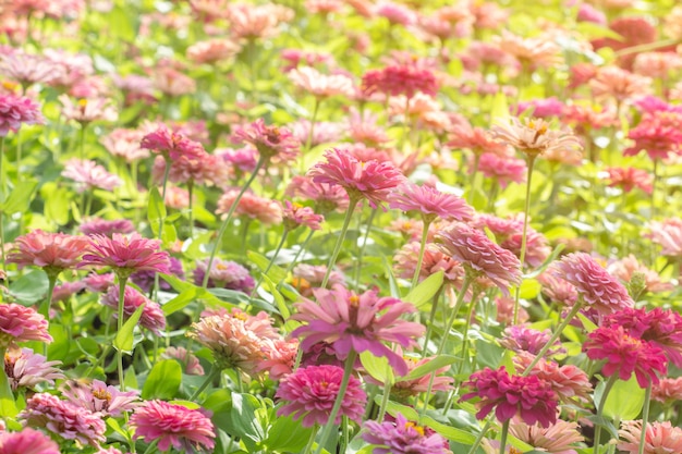 フィールド百日草花、自然の背景。