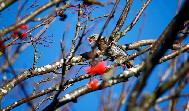 Fieldfare feasting on rowan berries