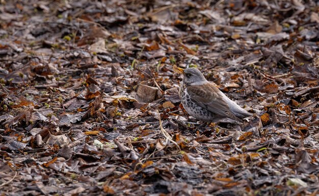 Fieldfare op het voorjaars grasveld close-up van een vogel die voedsel verzamelt