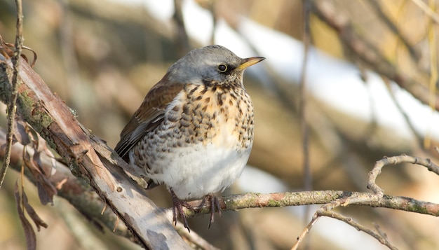 Fieldfare sits on a branch on a frosty sunny day