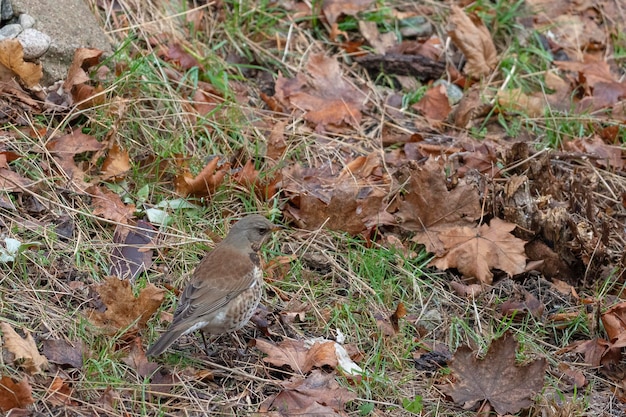 fieldfare (Turdus pilaris) Stockholm, Sweden