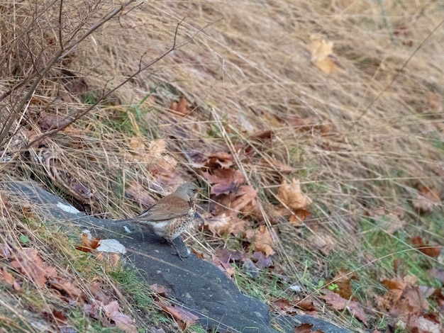 fieldfare (Turdus pilaris) 스톡홀름, 스웨덴