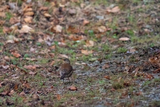 fieldfare (つぐみ pilaris) ストックホルム、スウェーデン