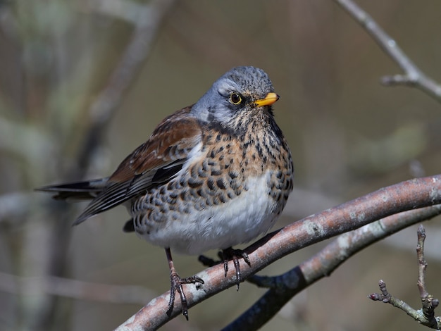 フィールドフェア（Turdus pilaris）