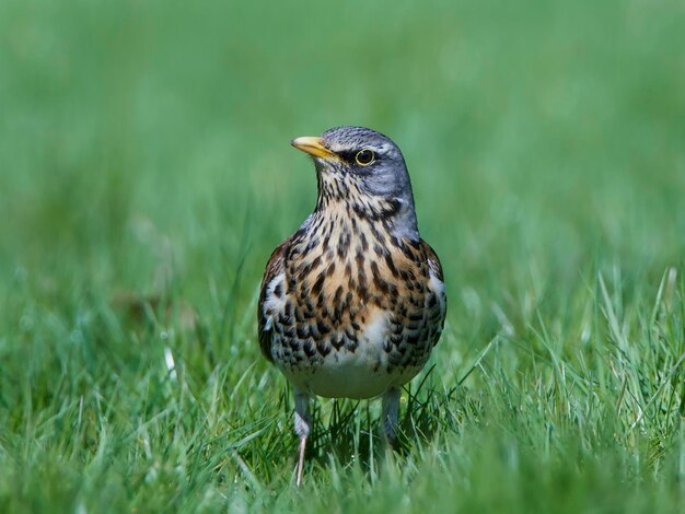 Рябинник Turdus pilaris