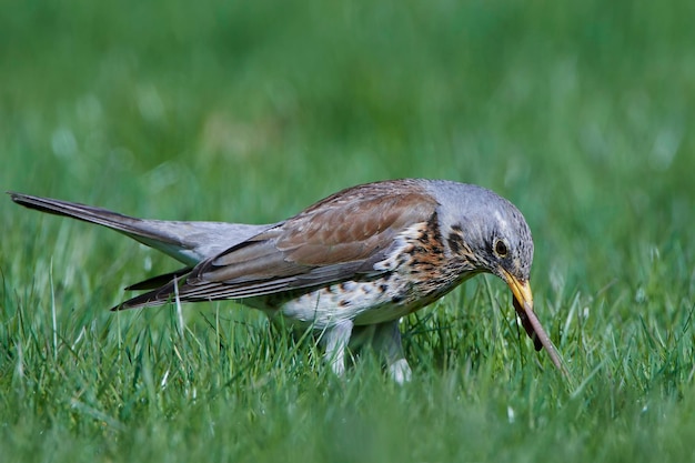 Рябинник Turdus pilaris