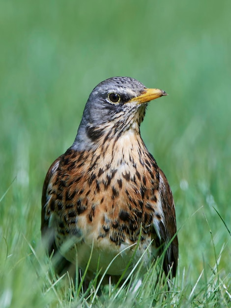 Fieldfare Turdus pilaris