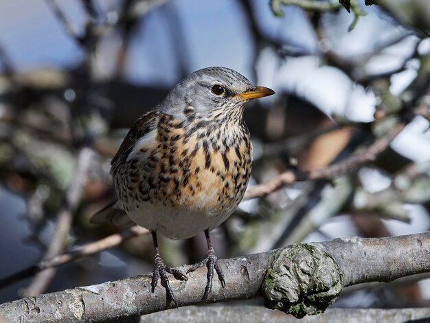 Fieldfare Turdus 필라리스