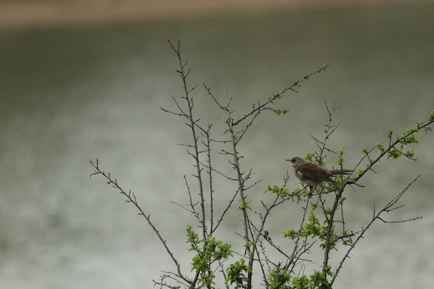 Fieldfare!