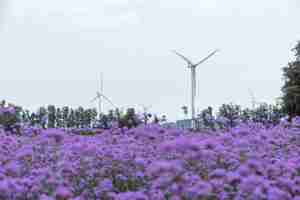 Photo the fields are covered with purple verbena and wind turbines