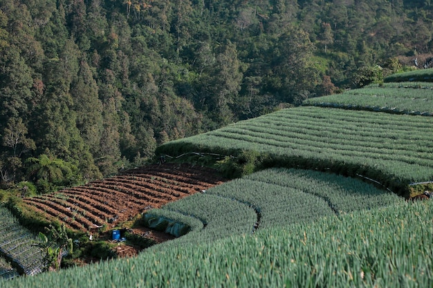 The fields are neatly arranged