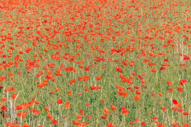 Fields filled with poppies in spring in plain