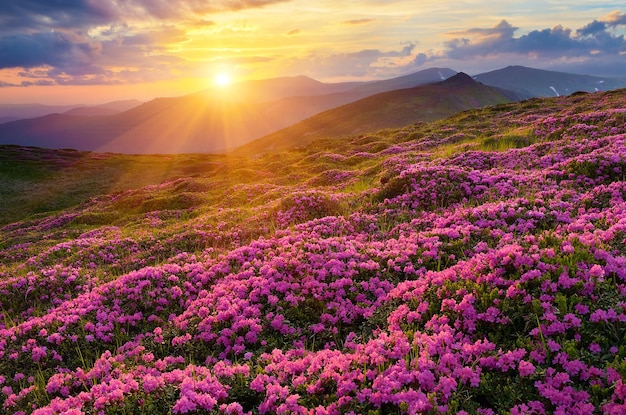 Fields of flowers in the mountains