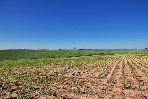 Photo fields and forest in belarus country