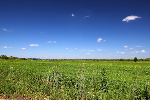 Fields and forest in Russia country