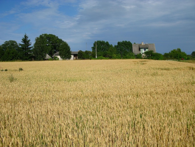 Fields and forests of Estonia