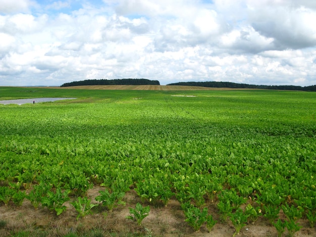 Fields and forests in Lithuania