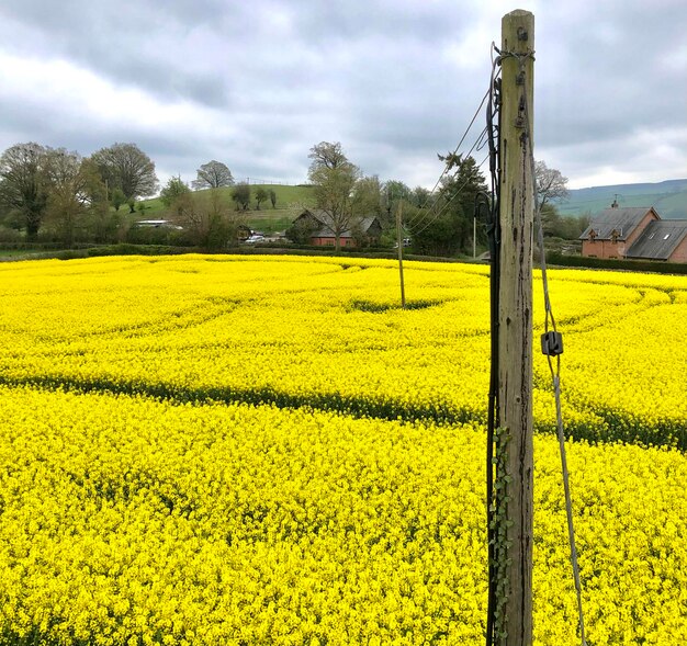 Fields of gold