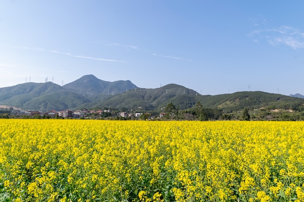 Fields of golden rape flowers under the blue sky