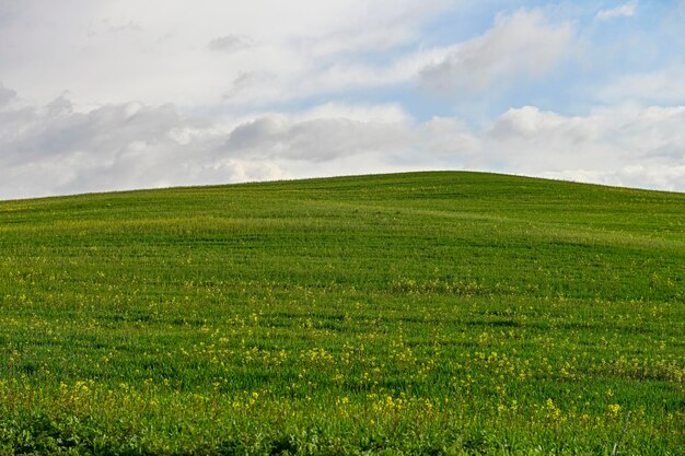 Fields of green cereals in a slightly undulating landscape