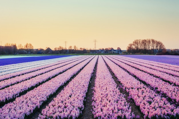 Fields hyacinths blooming flowers on the fantastic sunset. 