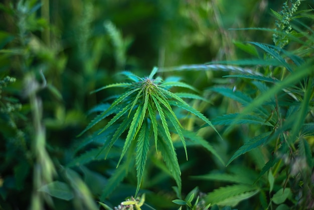 Fields of industrial hemp in Estonia