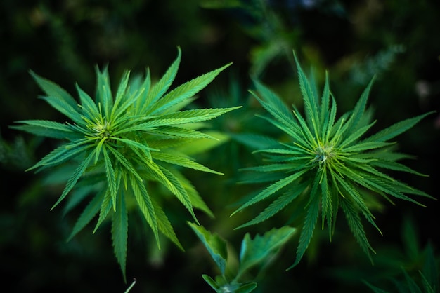 Fields of industrial hemp in Estonia