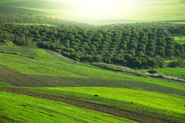 Fields in Morocco