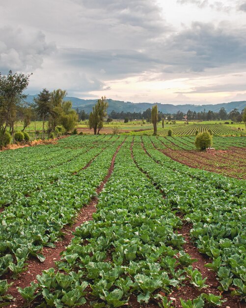 Fields of open-air lettuce crops in colombia